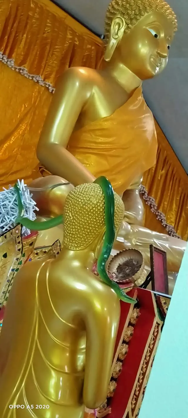 หลวงพี่โพสต์ภาพเจอ งูสีมรกต เลื้อยพาดบนเศียรพระพุทธรูป
