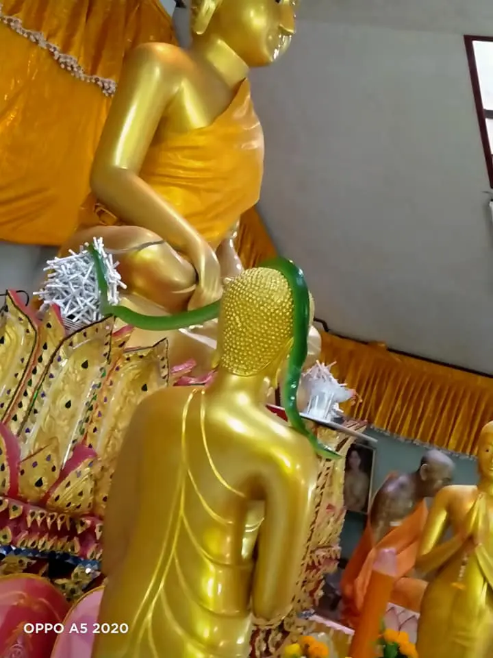 หลวงพี่โพสต์ภาพเจอ งูสีมรกต เลื้อยพาดบนเศียรพระพุทธรูป
