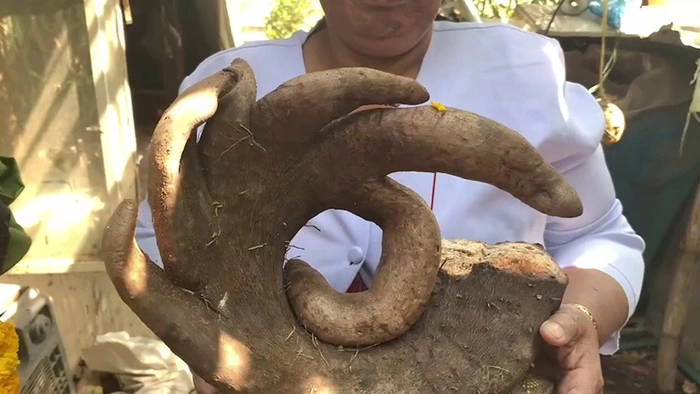 สาวฝันแปลก หญิงท้องแก่มาหักข้อมือ ก่อนไปขุดหัวมัน กลับเจอเรื่องประหลาด