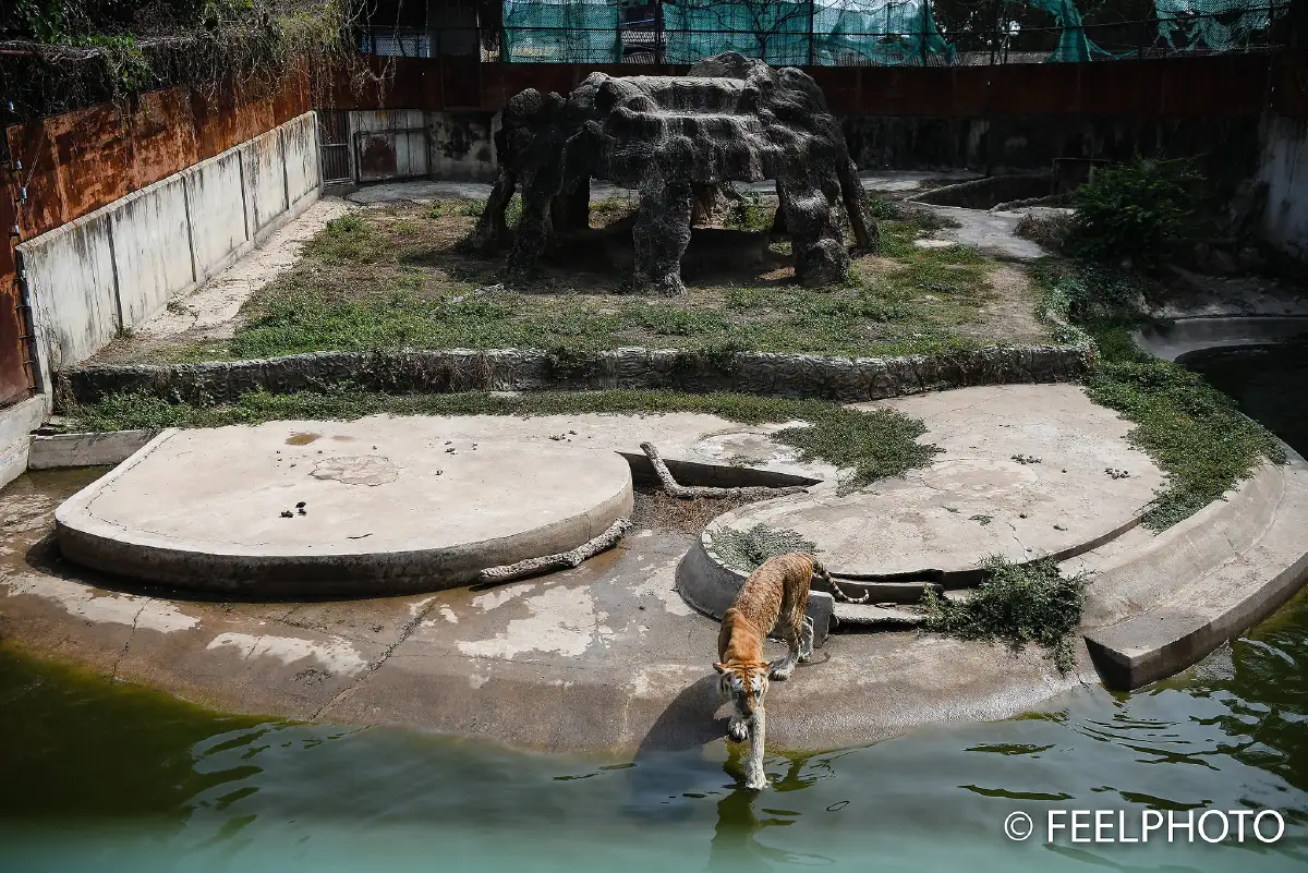 "กรมอุทยานฯ"โพสต์ภาพแจงสัตว์ในสวนสัตว์ไม่ได้ผอม หลังเจอคนร้องเรียน!