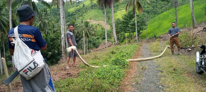 ชาวบ้านอินโดผวา งูเหลือมยักษ์ยาว 5.6 เมตร โผล่นอนพุงตึงกลางสวน