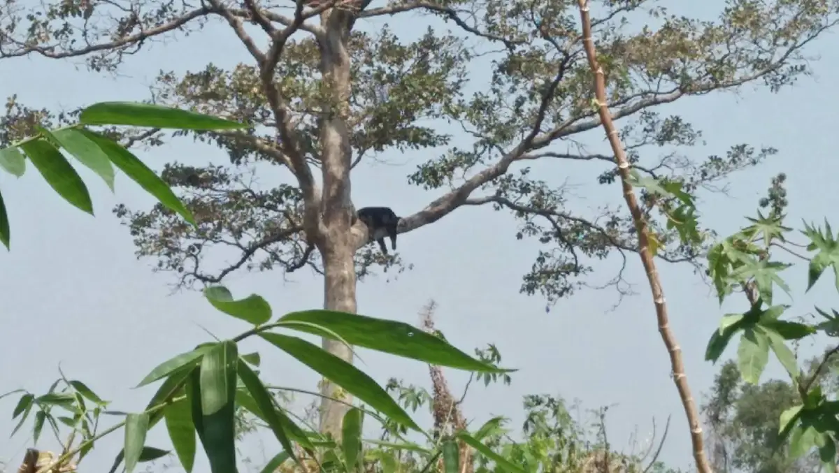 กรมอุทยานแห่งชาติส่งภาพเข้าประกวด "หมีควาย" นอนห้อยแขนขาบนกิ่งไม้สูงลิบ