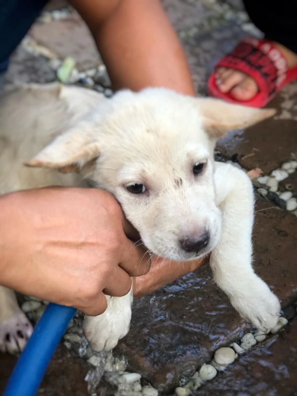 สาวเจอลูกสุนัขซนมุดใต้ท้องรถ จนตัวติดคาห้องเครื่อง รีบตรงเข้าช่วยเหลือ
