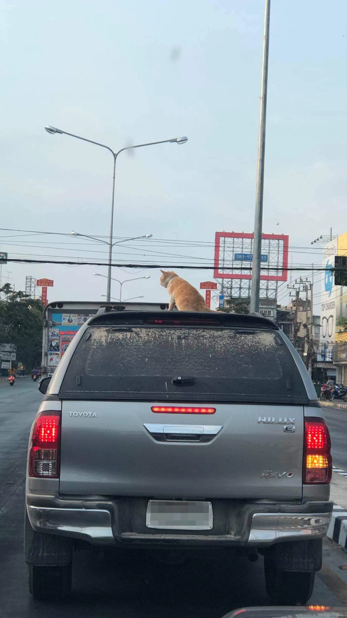 หนุ่มใจคอไม่ดี ขับตามหลังรถลืมแมวไว้บนหลังคา ลั่น! น้องทรงตัวเป็นเลิศ