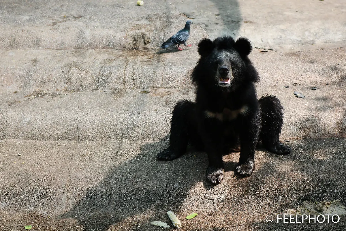 "กรมอุทยานฯ"โพสต์ภาพแจงสัตว์ในสวนสัตว์ไม่ได้ผอม หลังเจอคนร้องเรียน!