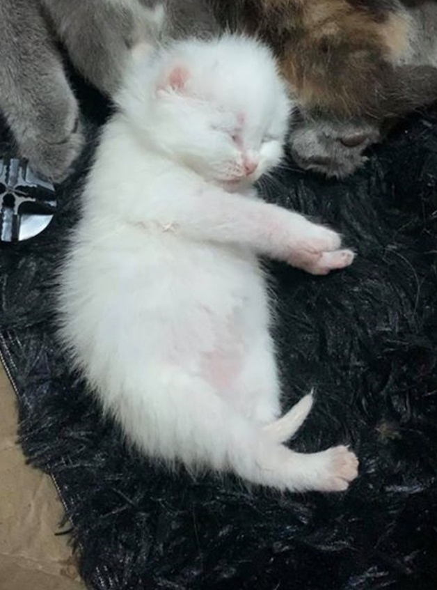 สาวเป็นห่วง แมวน้อย หลังท้องป่องผิดปกติ รีบขับรถพาไปหาหมอ