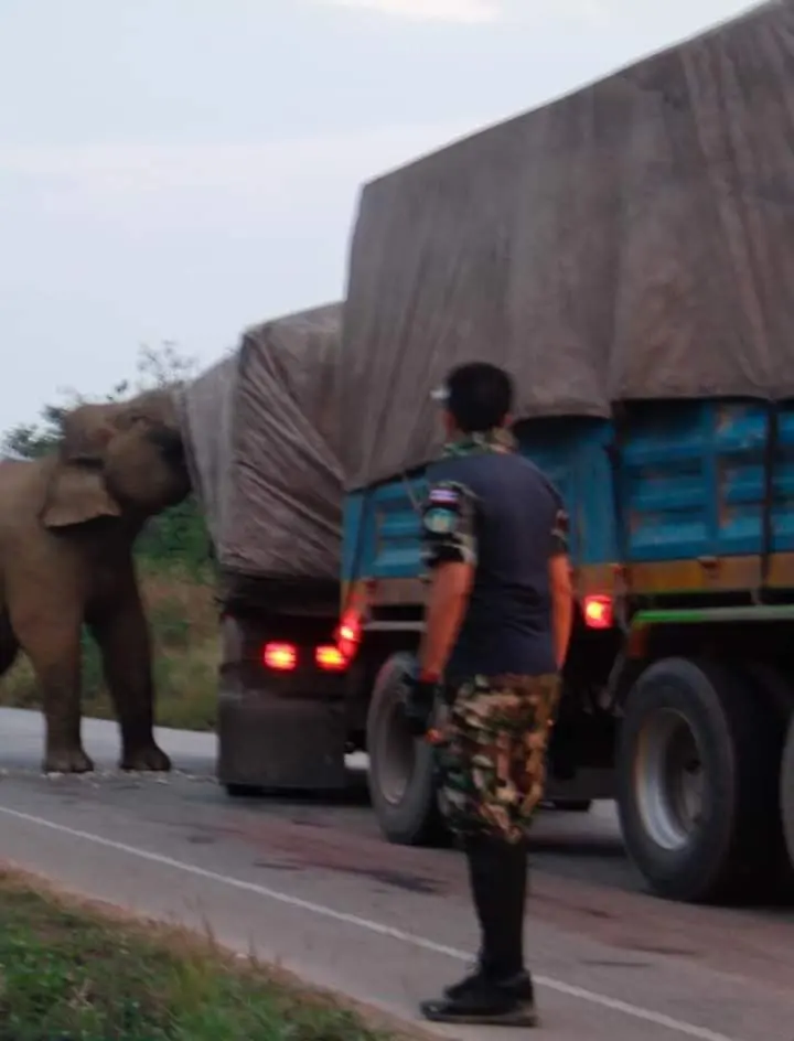 กรมอุทยานฯ เตือนหยุดพฤติกรรมเลียนแบบ "ช้างป่าตั้งด่าน"