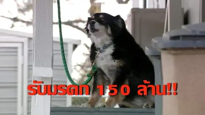 เศรษฐีสี่ขา "สุนัขมะกัน" รับมรดก 150 ล้าน จากเจ้าของที่เสียชีวิต