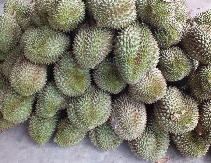 ไทยสะเทือน "จีน"ขอสัมปทานที่ดินลาว 3 หมื่นไร่ปลูกทุเรียนส่งออก