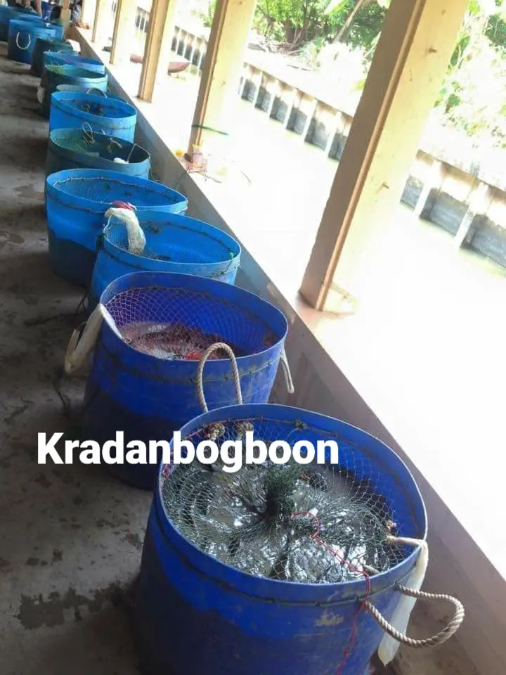 เพจดังชวนทำบุญ หล่อพระ พร้อมปล่อยปลา 500 กิโลกรัม ลงคลองข้างวัด