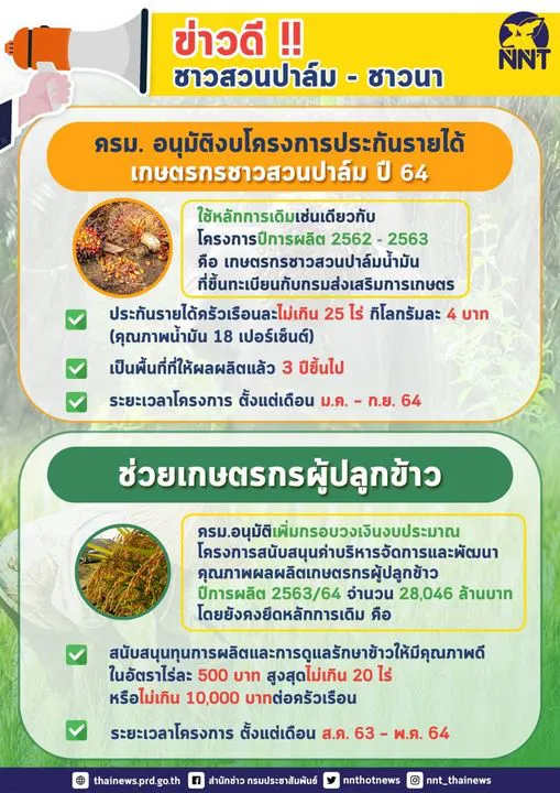 ข่าวดี ครม.​อนุมัติ​เงินประกันรายได้​ ชาวสวนปาล์ม - ชาวนา