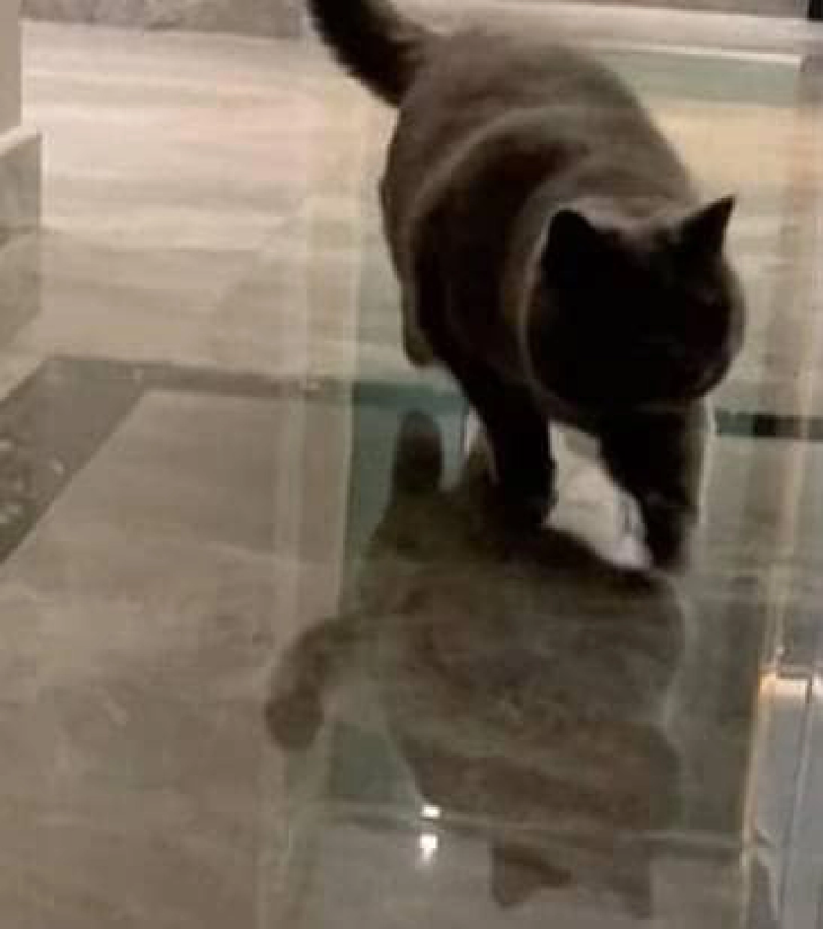 เจ้าเหมียวนั่งร้องไห้หน้ากล้องวงจรปิดเพราะเจ้าของทิ้งให้อยู่เฝ้าบ้าน