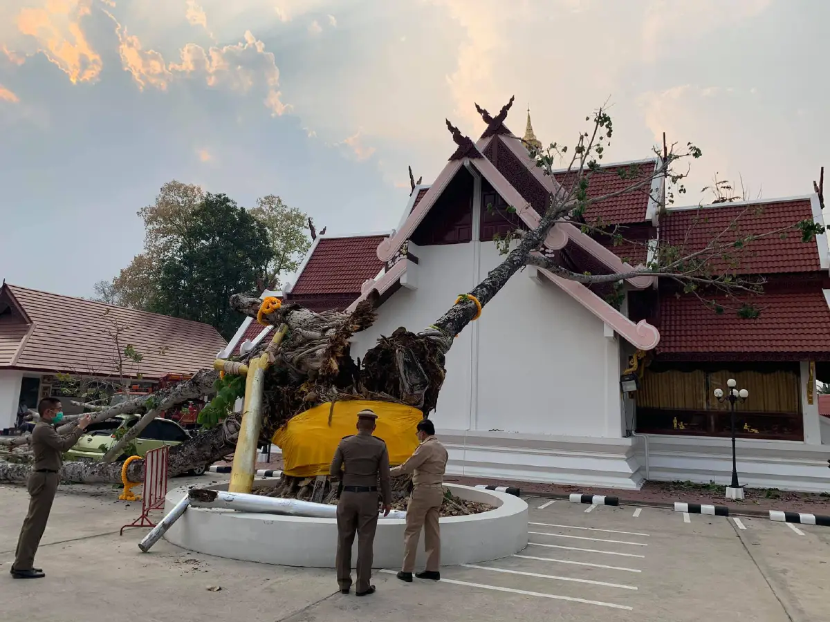 ชาวบ้านตกใจได้ยินเสียงต้นโพธิ์ดังสนั่น ก่อนล้มใส่รถยนต์ทะเบียนรถงาม