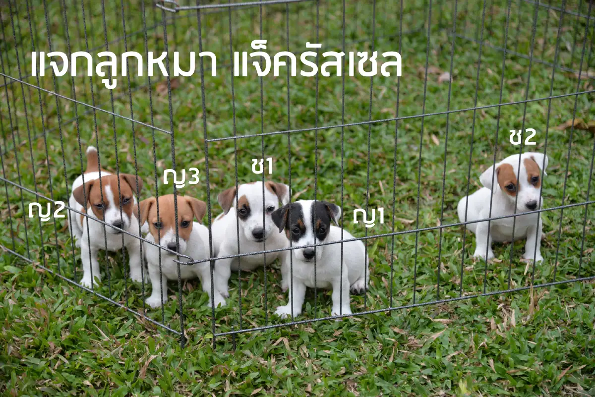 หนุ่มโพสต์แจกน้องหมา"แจ็ครัสเซล"ฟรีๆ มีข้อแม้แค่เล็กน้อย!