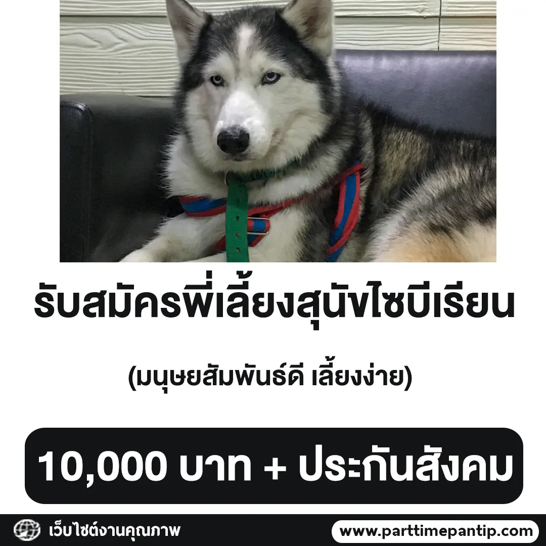 โซเชียลฮือฮา ประกาศรับสมัครพี่เลี้ยงไซบีเรียน ค่าจ้างงาม มีประกันสังคม