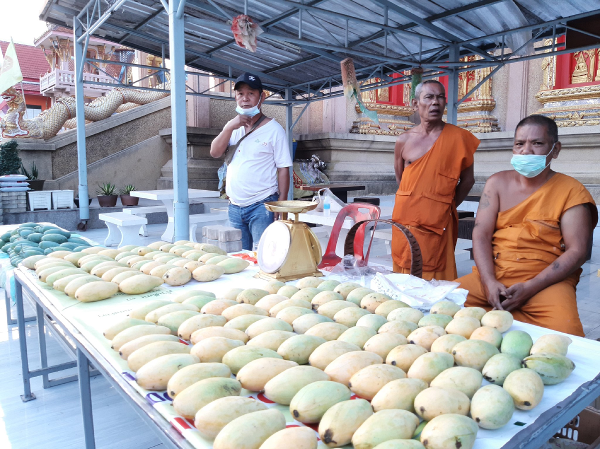 หลวงพ่อวัดบางหญ้าแพรก พร้อมใจวางตาลปัตร มานั่งขายมะม่วงน้ำดอกไม้