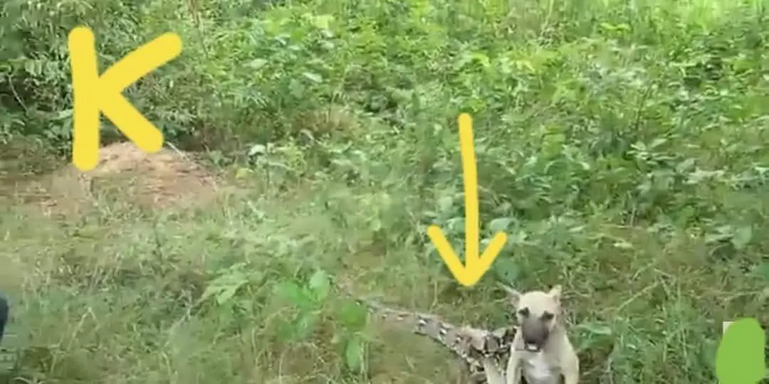 ชาวบ้านได้ยินเสียง "หมาจร" ร้องโหยหวนอยู่ในป่า
