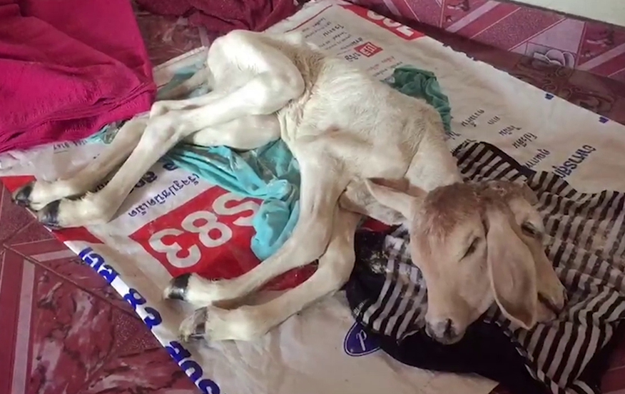 ชาวบ้านแห่กราบไหว้ ลูกวัวประหลาด มี สองหัว-สามหู-สองเพศ เชื่อมาให้โชค
