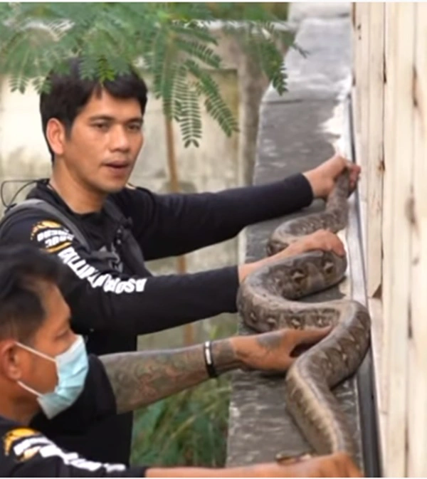 จับได้แล้ว งูยักษ์บุกบ้านคลองสามวา ไม่ใช่อนาคอนด้า แต่เป็นงูเหลือม