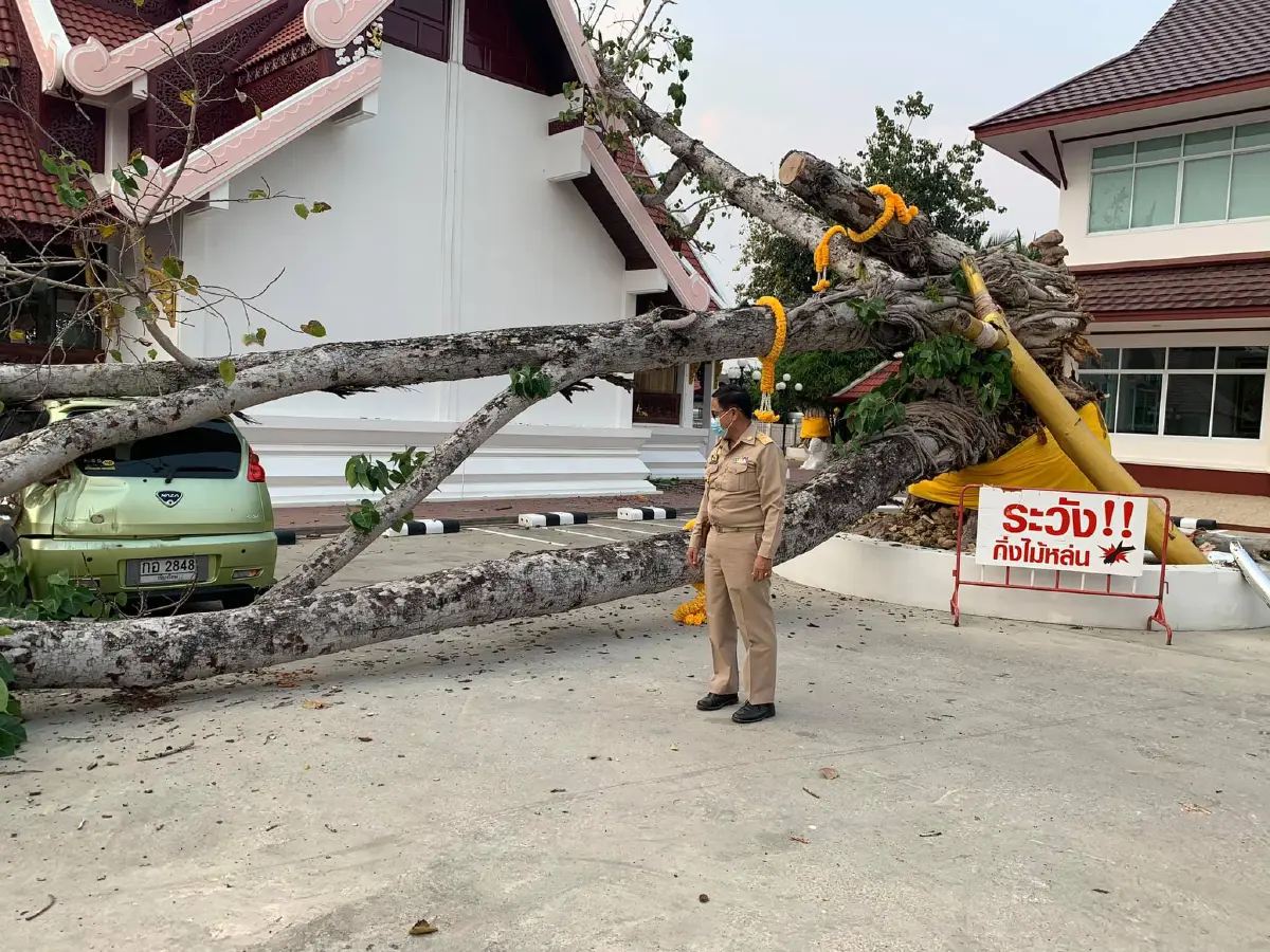 ชาวบ้านตกใจได้ยินเสียงต้นโพธิ์ดังสนั่น ก่อนล้มใส่รถยนต์ทะเบียนรถงาม