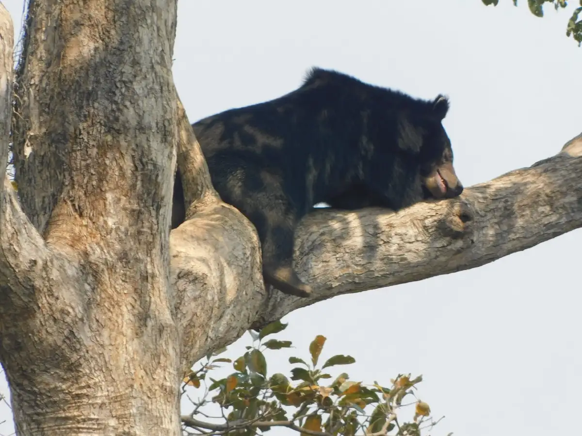 กรมอุทยานแห่งชาติส่งภาพเข้าประกวด "หมีควาย" นอนห้อยแขนขาบนกิ่งไม้สูงลิบ