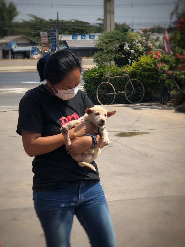 สาวเจอลูกสุนัขซนมุดใต้ท้องรถ จนตัวติดคาห้องเครื่อง รีบตรงเข้าช่วยเหลือ