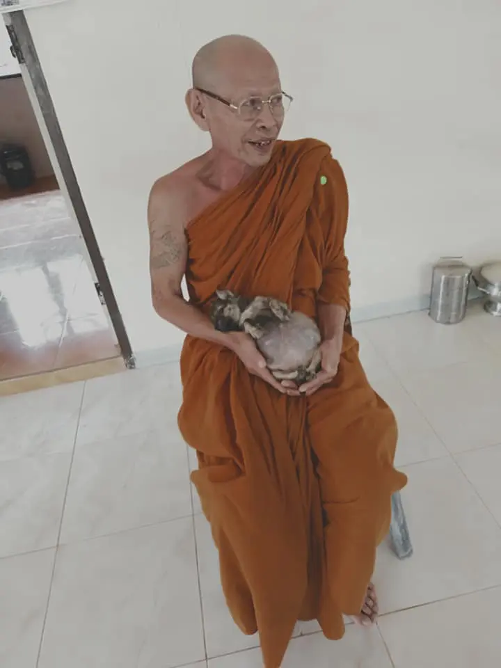 เวทนา ลูกสุนัข ชะตากรรมเล่นตลก เกิดมาท้องกลมโตผิดปกติ ได้แค่นอนหงายท้อง