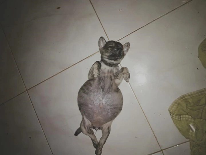 เวทนา ลูกสุนัข ชะตากรรมเล่นตลก เกิดมาท้องกลมโตผิดปกติ ได้แค่นอนหงายท้อง