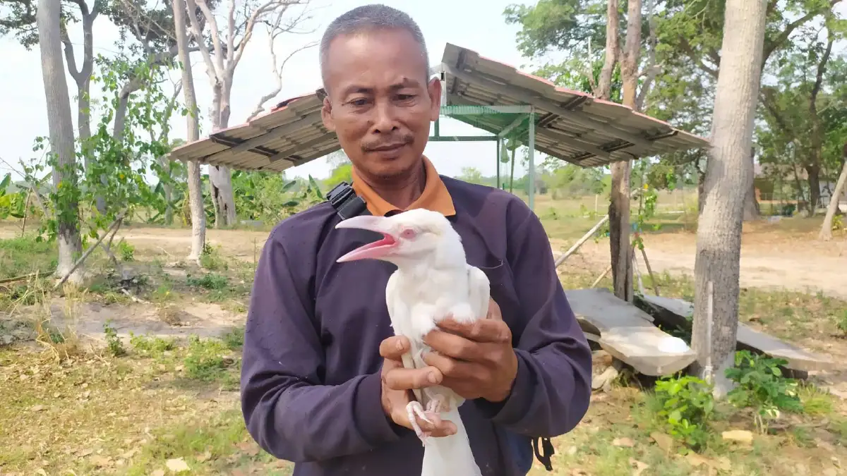 สุดตื่นเต้น ยโสธรพบลูกกาขาว สุดเชื่องไม่ตื่นคน อาศัยในสำนักสงฆ์