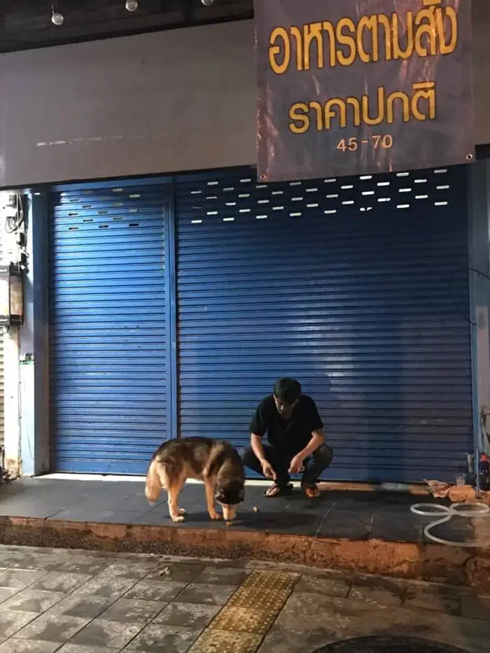 หนุ่มเจอไซบีเรียนตัวแสบ หลอกว่าหลงทาง รีบหาของให้กิน สุดท้ายหักมุม