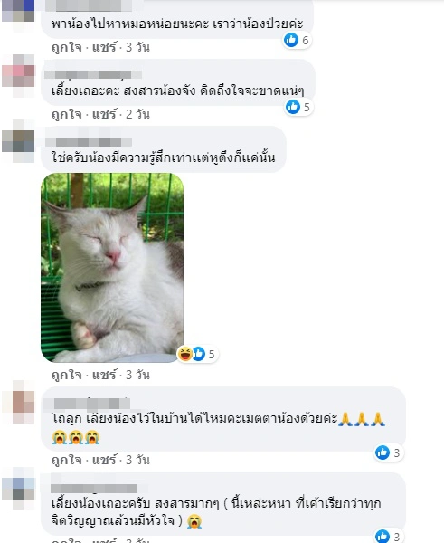สุดเอ็นดู แมวจร ร้องไห้น้ำตาไหล หลังทาสติดงานไม่ว่างมาให้อาหารหนึ่งวัน