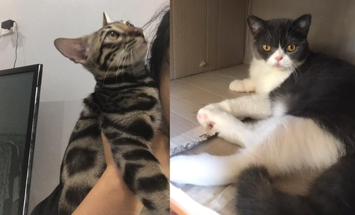 เจ้าของแมวใจจะขาด ลั่นจะยึดบ้าน ยึดรถก็ยึดไป ขอร้องอย่าพรากลูกๆ