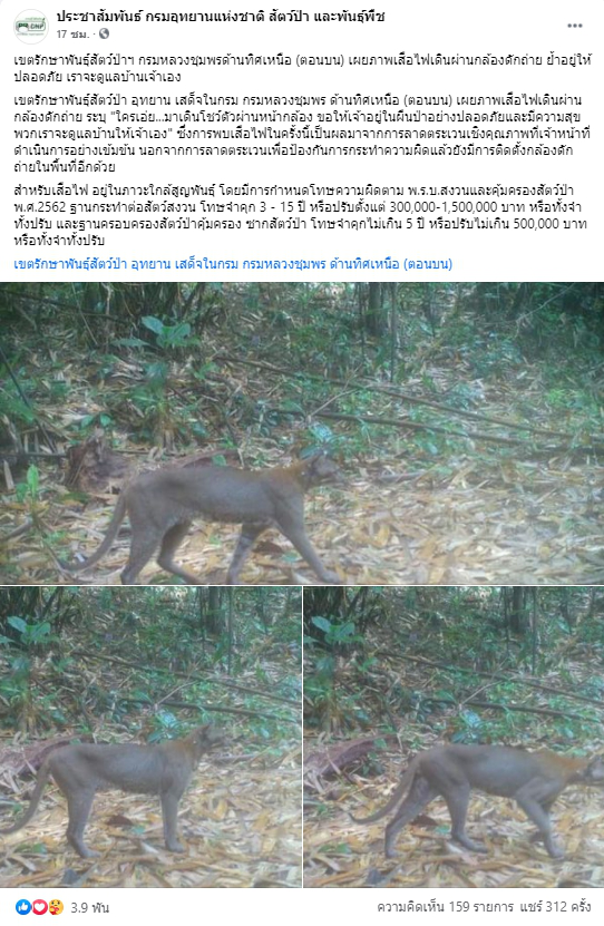 ชาวบ้านฮือฮา พบเสือไฟ สัตว์ป่าหายาก ในเขตรักษาพันธุ์สัตว์ป่าฯ