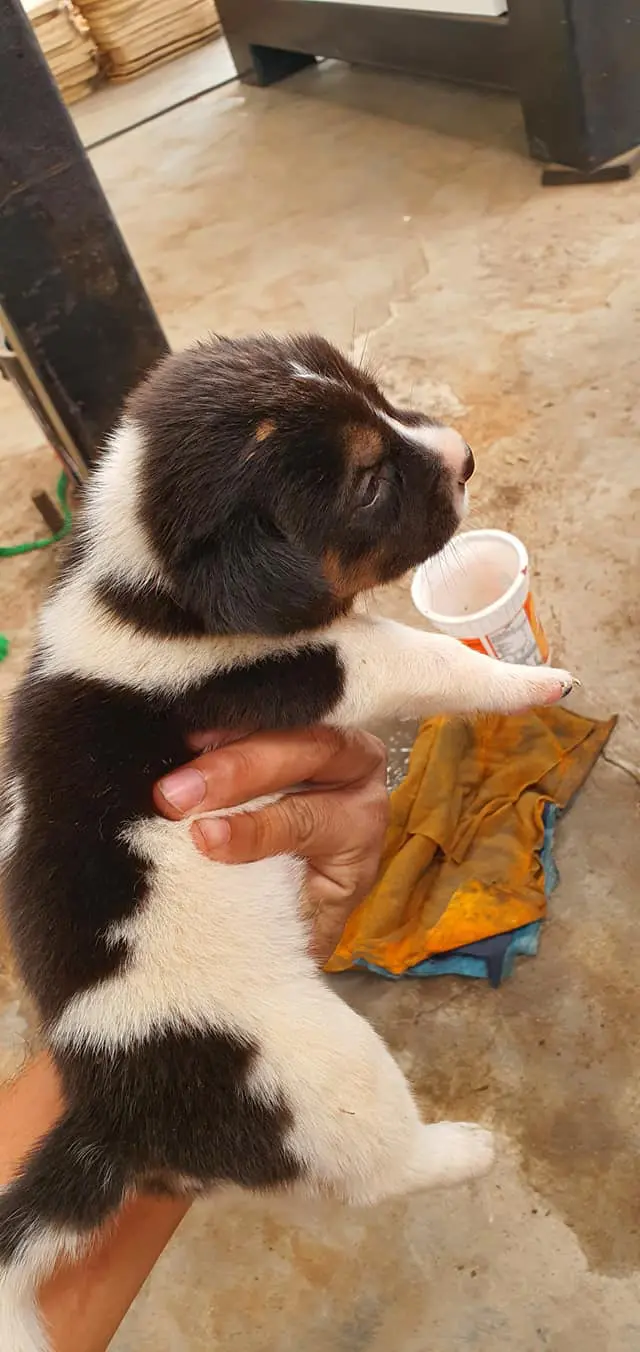 หนุ่มประกาศหาบ้านให้ลูกสุนัข หลังพบตกคลองน้ำเน่า หวั่นเกิดอันตรายอีก
