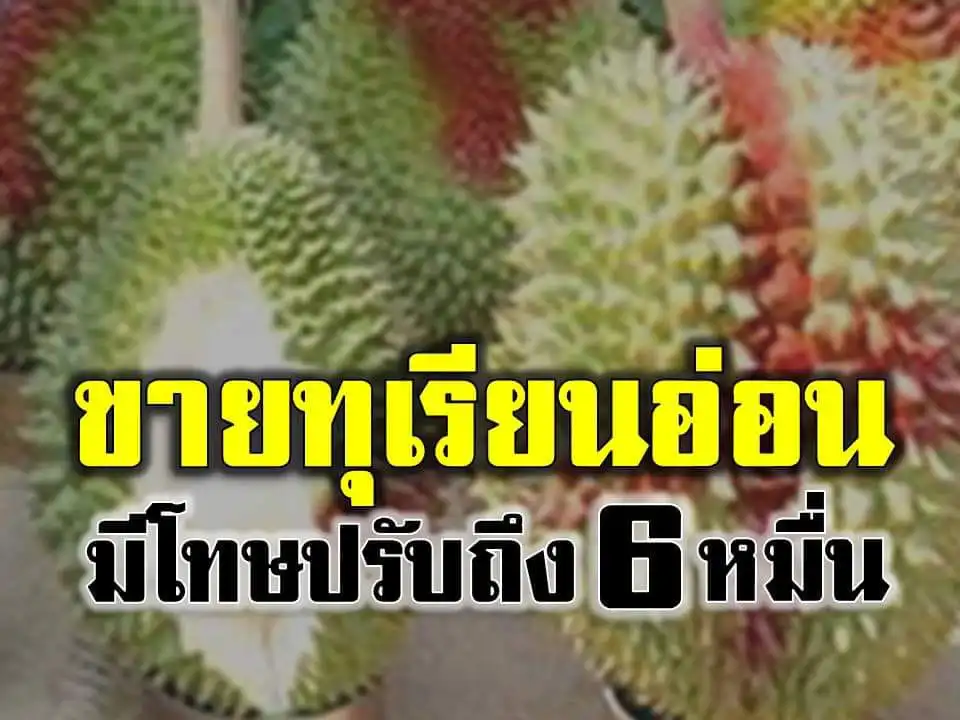 เตือนพ่อค้าแม่ค้า ขายทุเรียนอ่อน มีโทษจำคุก ปรับ 6 หมื่น