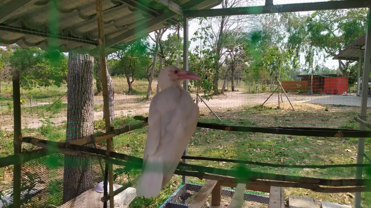 สุดตื่นเต้น ยโสธรพบลูกกาขาว สุดเชื่องไม่ตื่นคน อาศัยในสำนักสงฆ์