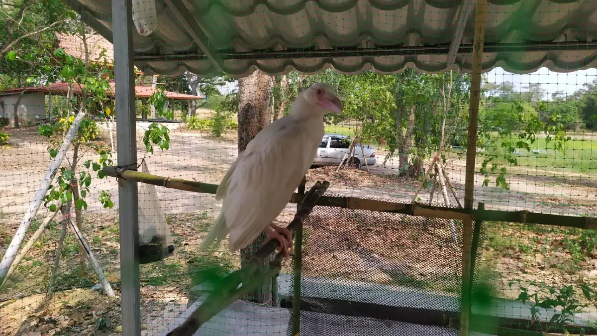 สุดตื่นเต้น ยโสธรพบลูกกาขาว สุดเชื่องไม่ตื่นคน อาศัยในสำนักสงฆ์