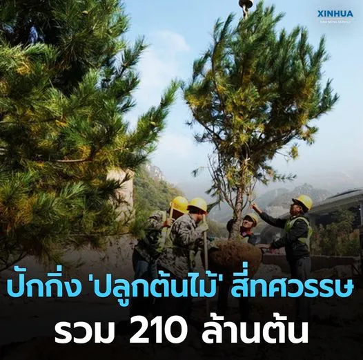ปักกิ่ง ปลูกต้นไม้ สี่ทศวรรษ รวม 210 ล้านต้น