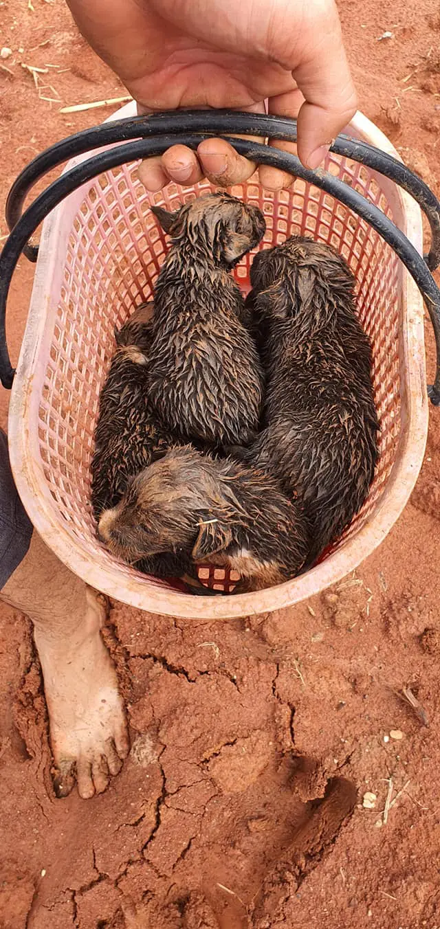 หนุ่มประกาศหาบ้านให้ลูกสุนัข หลังพบตกคลองน้ำเน่า หวั่นเกิดอันตรายอีก
