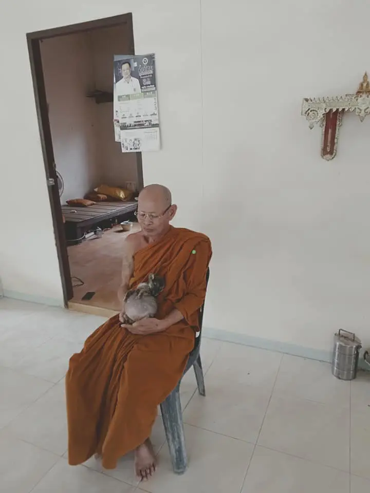 เวทนา ลูกสุนัข ชะตากรรมเล่นตลก เกิดมาท้องกลมโตผิดปกติ ได้แค่นอนหงายท้อง