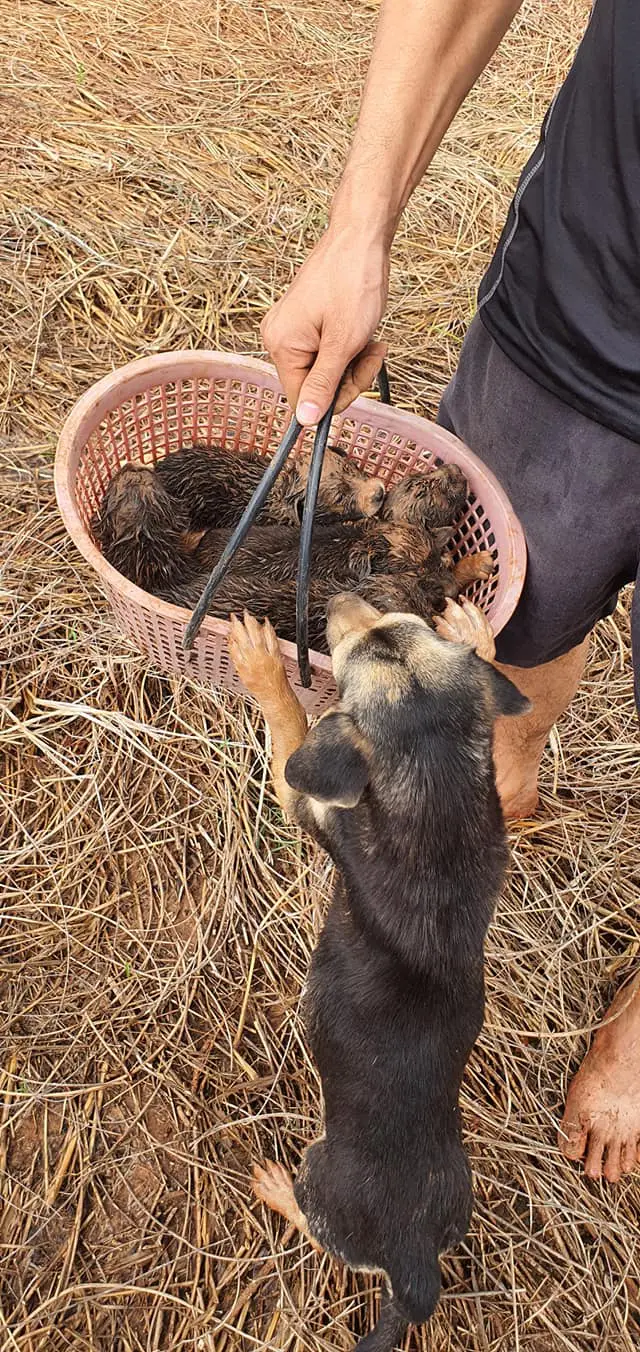 หนุ่มประกาศหาบ้านให้ลูกสุนัข หลังพบตกคลองน้ำเน่า หวั่นเกิดอันตรายอีก