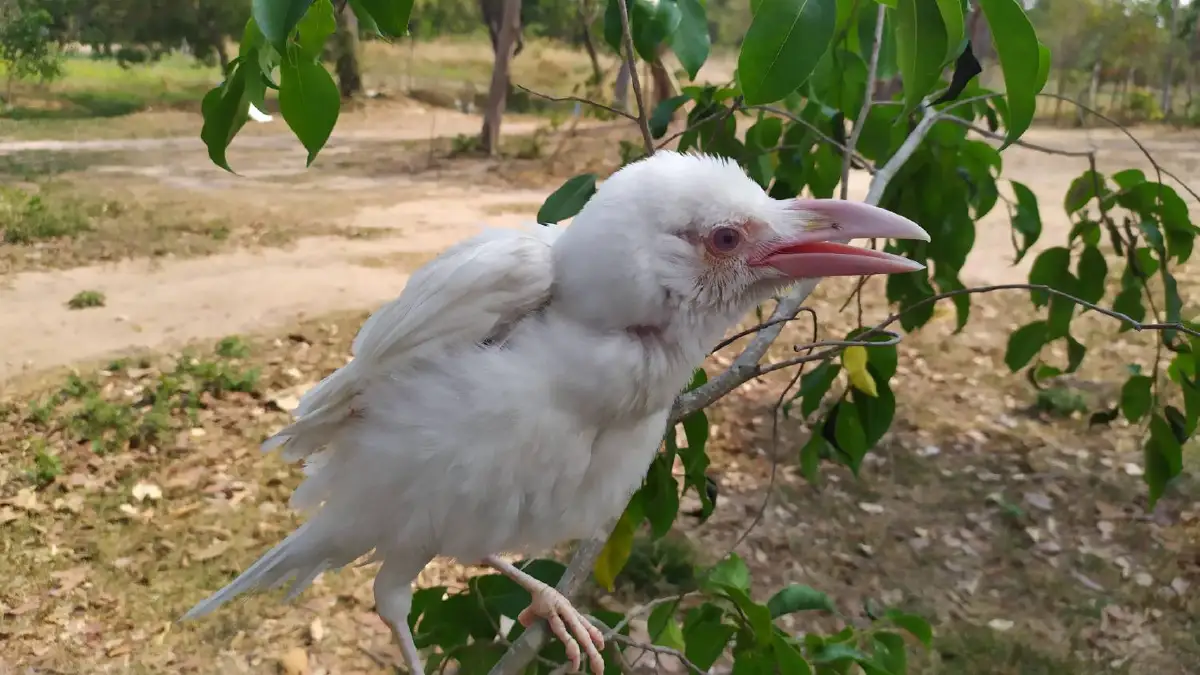สุดตื่นเต้น ยโสธรพบลูกกาขาว สุดเชื่องไม่ตื่นคน อาศัยในสำนักสงฆ์