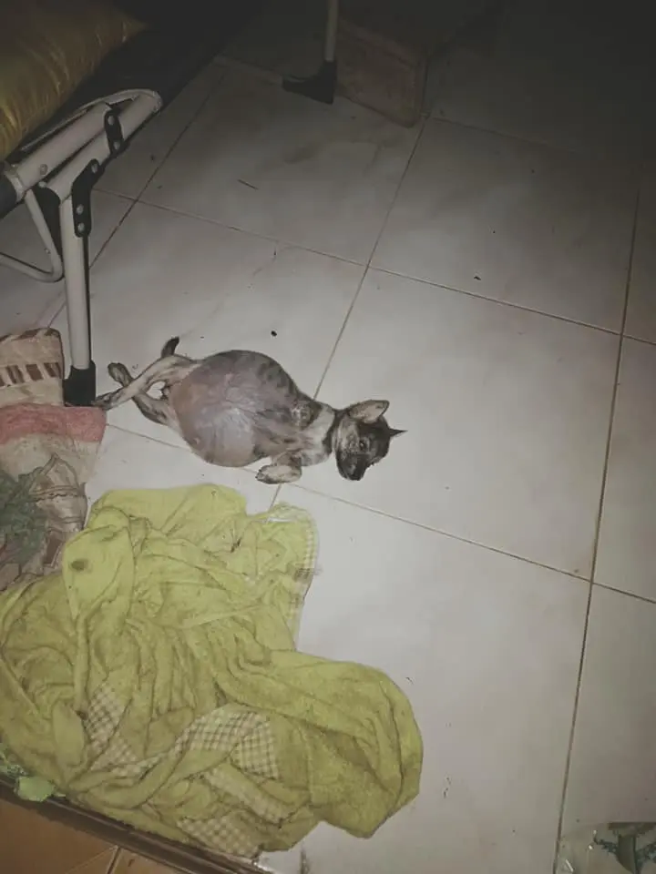 เวทนา ลูกสุนัข ชะตากรรมเล่นตลก เกิดมาท้องกลมโตผิดปกติ ได้แค่นอนหงายท้อง