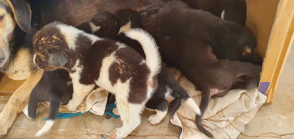 หนุ่มประกาศหาบ้านให้ลูกสุนัข หลังพบตกคลองน้ำเน่า หวั่นเกิดอันตรายอีก