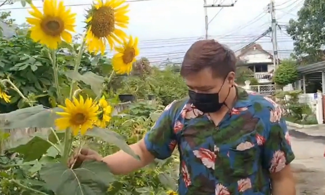 ชาวบ้านพากันฮือฮา ต้นทานตะวัน ออก 29 ดอกในต้นเดียว เกิดมาเพิ่งเคยเห็น