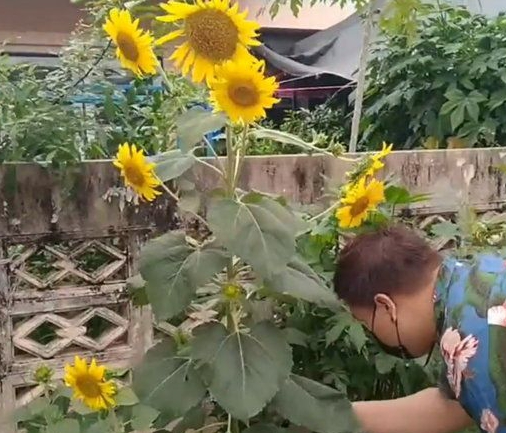 ชาวบ้านพากันฮือฮา ต้นทานตะวัน ออก 29 ดอกในต้นเดียว เกิดมาเพิ่งเคยเห็น