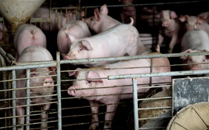 นักวิทยาศาสตของจีนประสบความสำเร็จในการ โคลนนิงหมู ลดความเสี่ยงจากไข้หวัดหมูแอฟริกัน