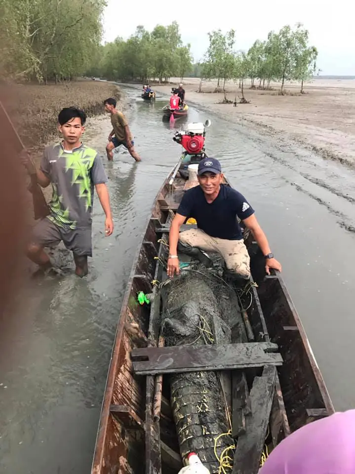 ชาวบ้านลุยเอง พบจระเข้น้ำเค็ม 4 เมตร โผล่เกยตื้นริมคลอง เหวี่ยงแหจับสิ้นลาย
