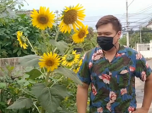 ชาวบ้านพากันฮือฮา ต้นทานตะวัน ออก 29 ดอกในต้นเดียว เกิดมาเพิ่งเคยเห็น