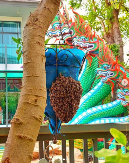 หนุ่มประหลาดใจ กลับมาจากทำบุญ เจอผึ้งฝูงใหญ่ บินมาทำรังหน้าบ้าน - ไทยนิวส์ออนไลน์